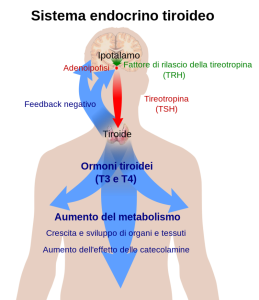 800px-Thyroid_system-IT