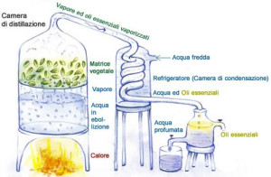 Estrazione-oli-essenziali-terapeutici-02_1